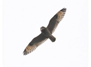 Short-eared Owl, South Norwood CP (D Rouse).