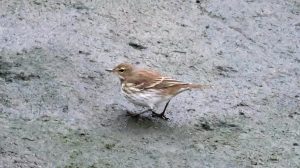 Water Pipit, Beddington Farmlands (I Jones).