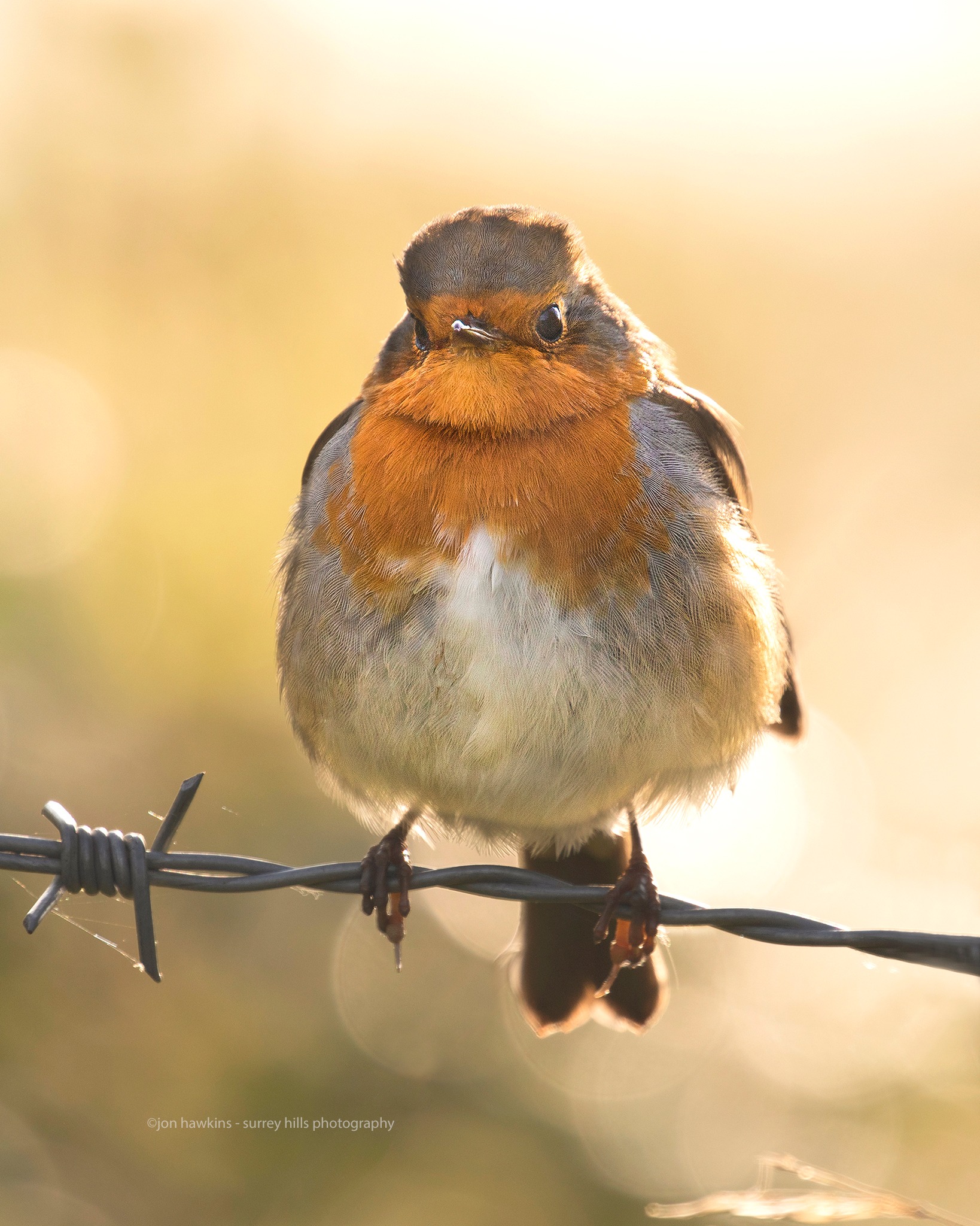 Robin (Jon Hawkins - Tices Meadow)