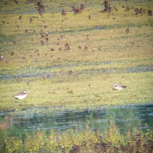 Ringed Plovers, Tice's Meadow (K Duncan).