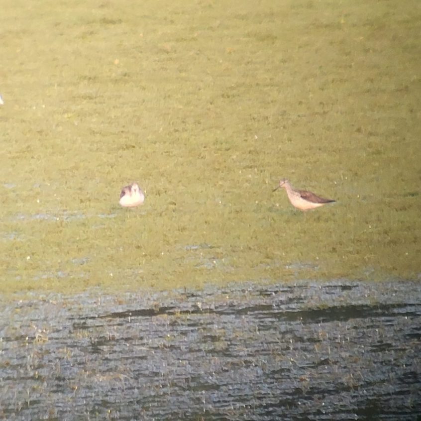 Greenshank, Tice&#039;s Meadow (K Duncan).