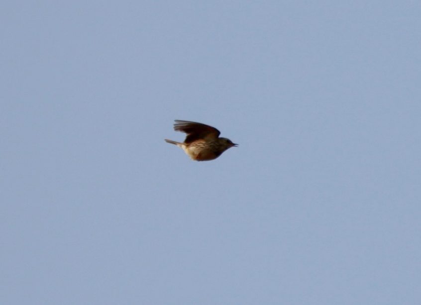 Meadow Pipit, Holmethorpe SP (G Hay).