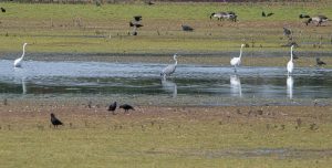 Great Egrets, Tice's Meadow (C Varndell).