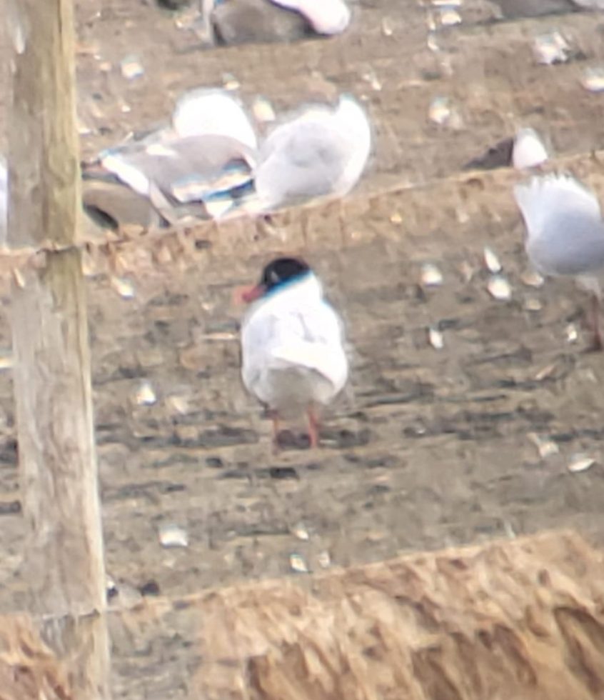 Mediterranean Gull, Tice&#039;s Meadow (K Duncan).