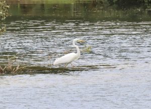 Great Egret, Holmethorpe SP (G Hay).