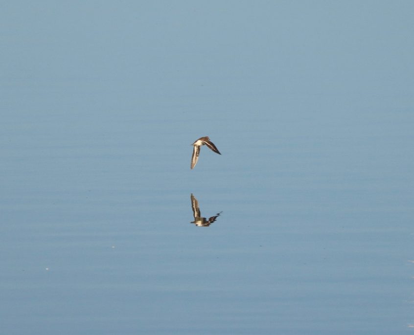 Common Sandpiper, Mercers CP (G Hay).