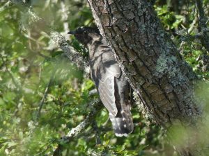 Cuckoo, Bookham Common (C Kemp).