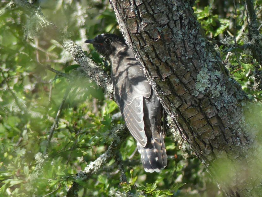Cuckoo, Bookham Common (C Kemp).