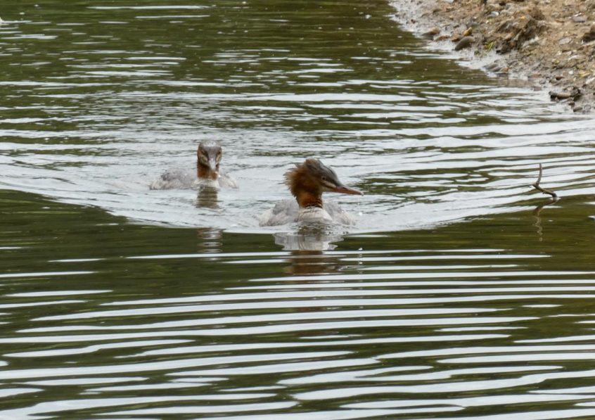 Goosander, Richmond Park (J Reeves).