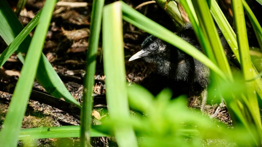 Water Rail, Unstead SF (J Parr).