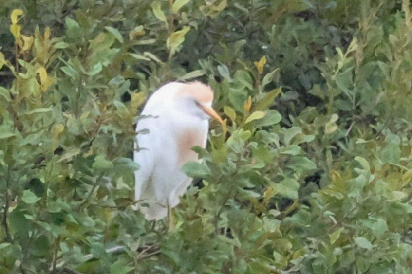 Cattle Egret, Beddington Farmlands (I Jones).