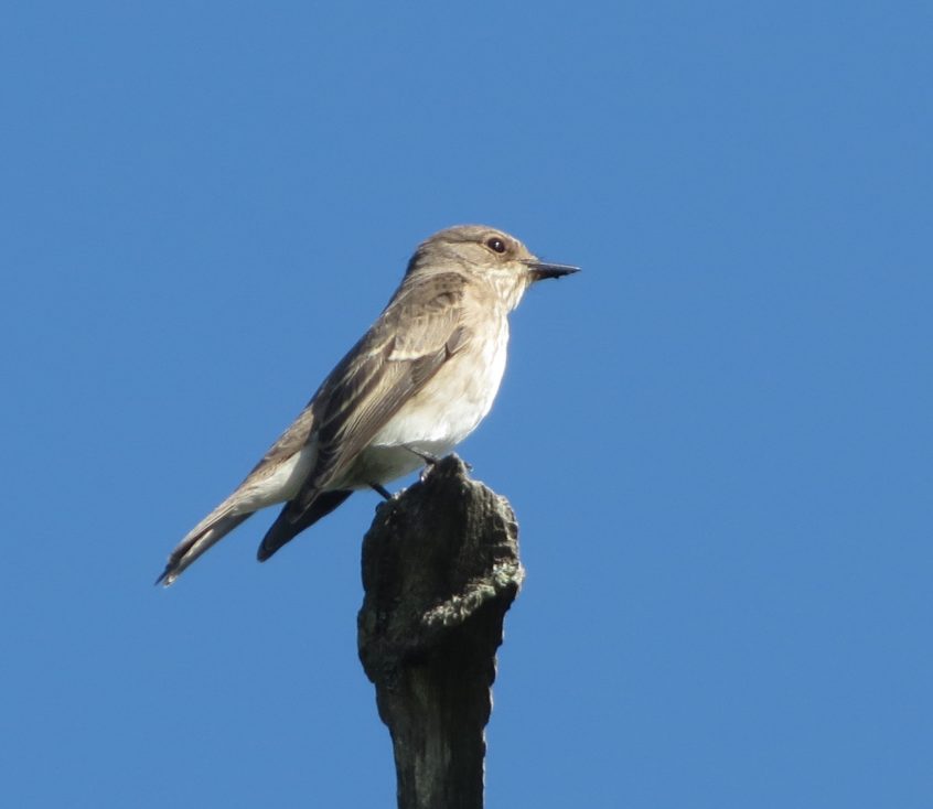 Spotted Flycatcher, Newchapel (K Noble).