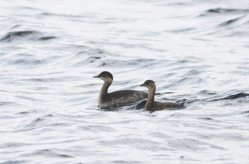 Black-necked and Little Grebes, Island Barn Reservoir (D Harris).