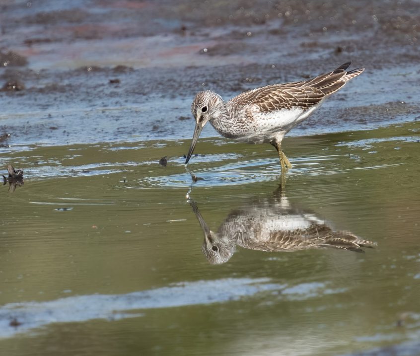 Greenshank, Wisley Common (A Bolton/instagram.com/@abwildnature).