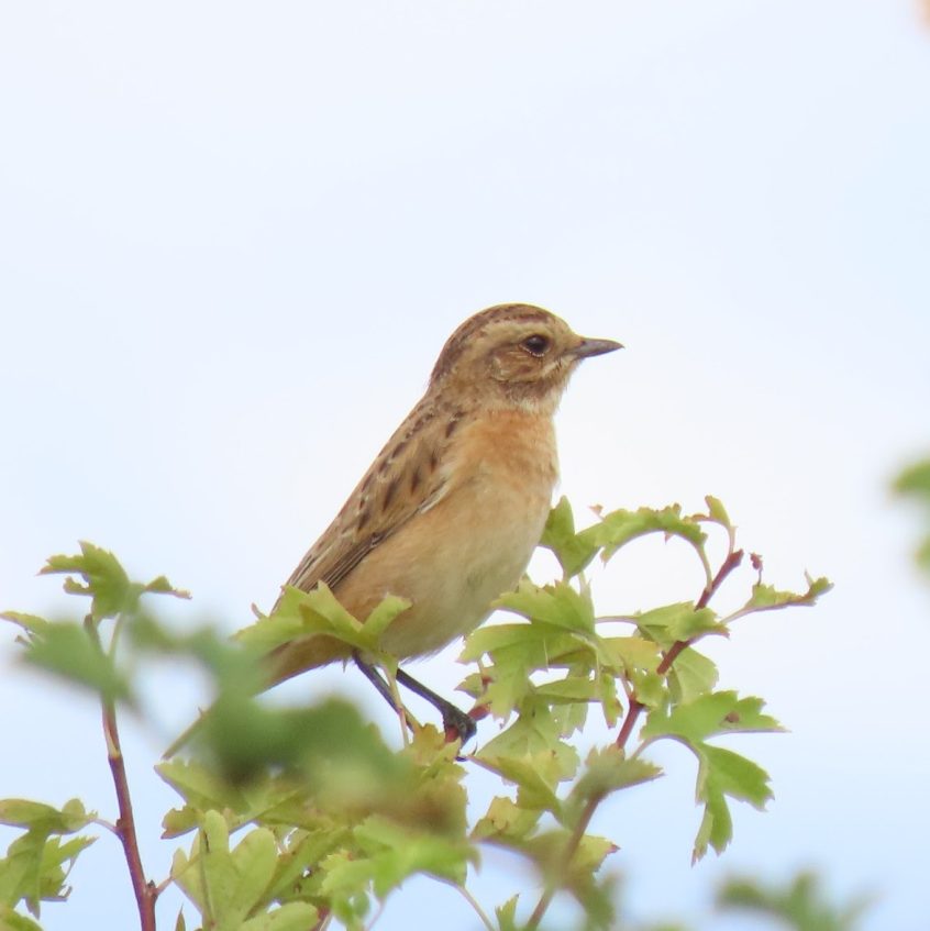 Whinchat, Burgh Heath (I Ward).