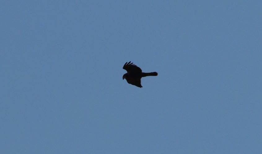 Marsh Harrier, Holmethorpe SP (G Hay).