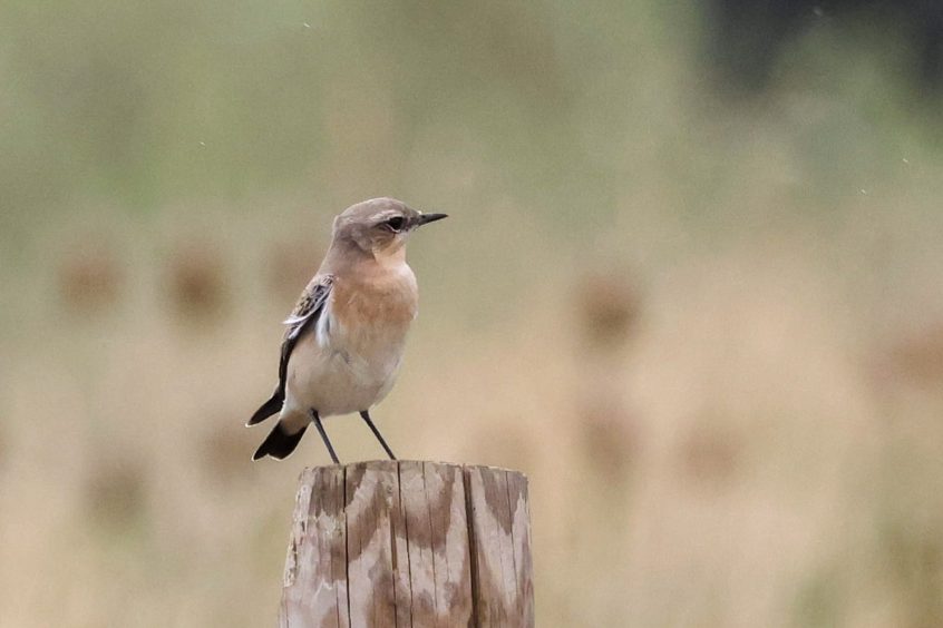 Wheatear, Beddington Farmlands (I Jones).