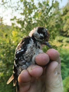 Lesser Spotted Woodpecker, Crooksbury Common (J Gates).