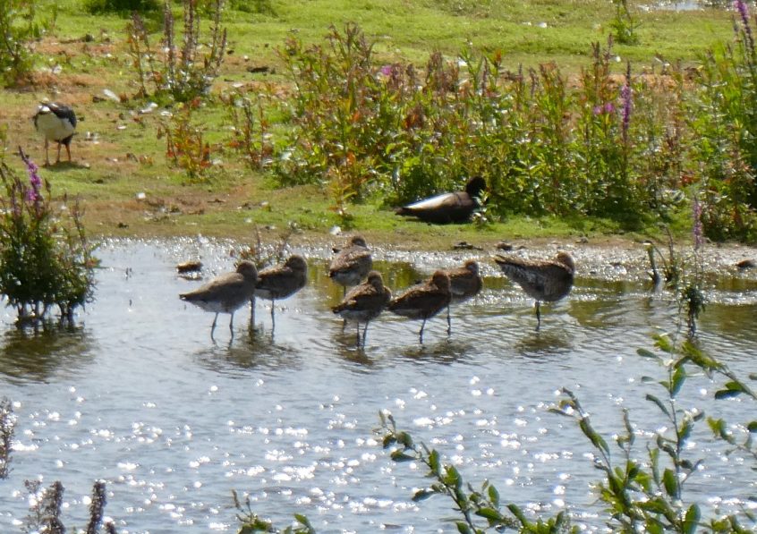 Black-tailed Godwits, London Wetland Centre (J Reeves).