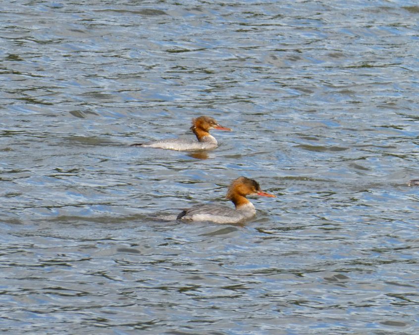 Goosander, Richmond Park (J Reeves).