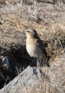 Wheatear, Richmond Park (J Reeves).