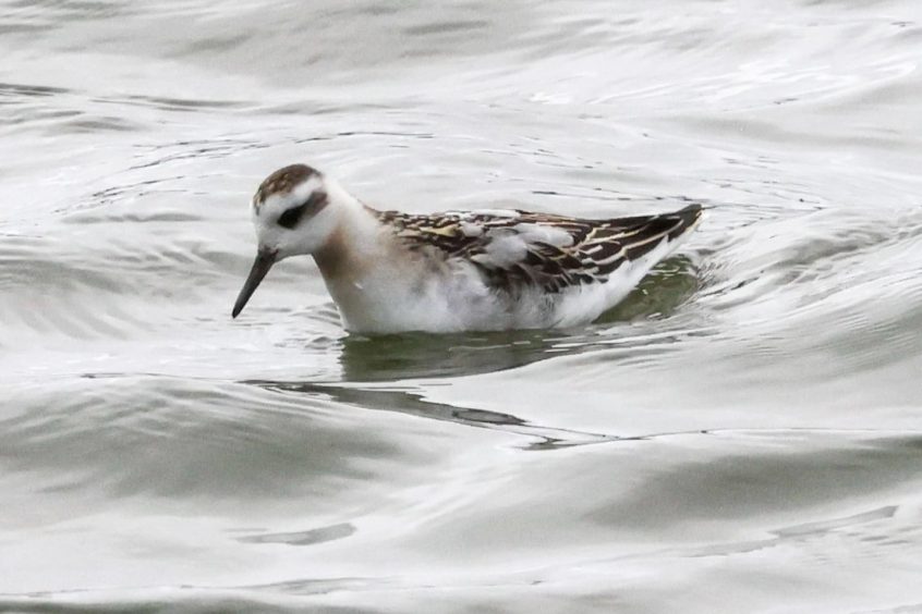 Grey Phalarope, Beddington Farmlands (I Jones).