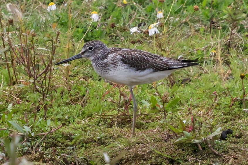 Greenshank, Beddington Farmlands (I Jones).