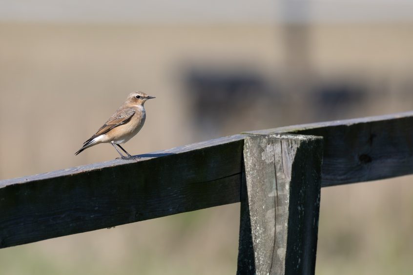 Wheatear, Brook (D Brassington).
