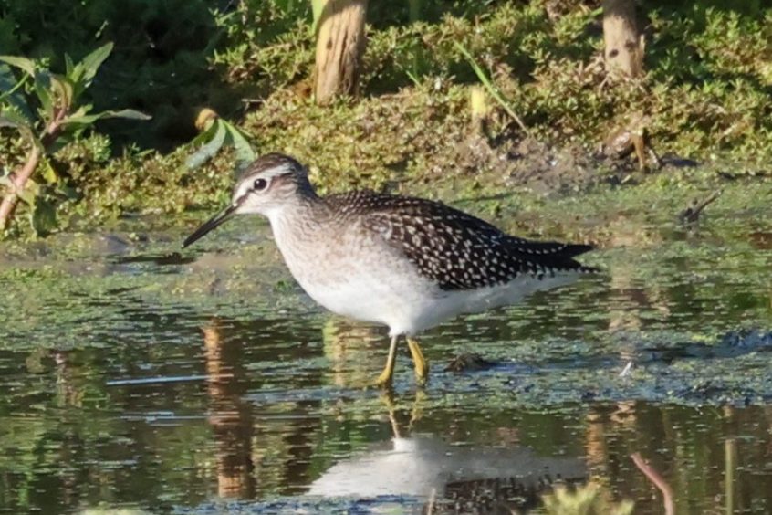 Wood Sandpiper, Beddington Farmlands (I Jones).