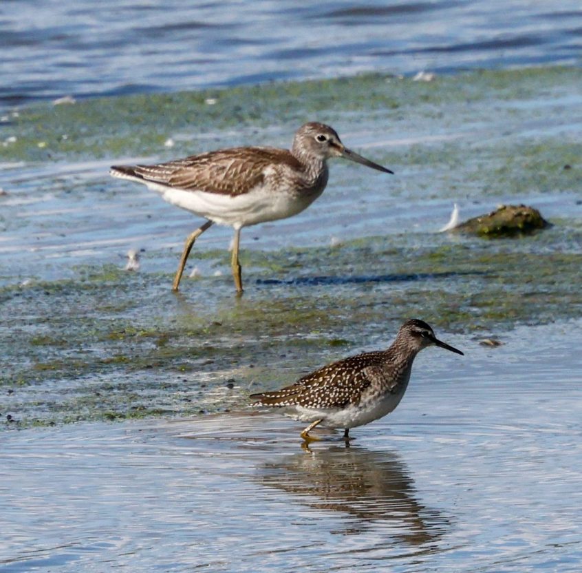 Greenshank &amp; Wood Sandpiper, Beddington Farmlands (I Jones).