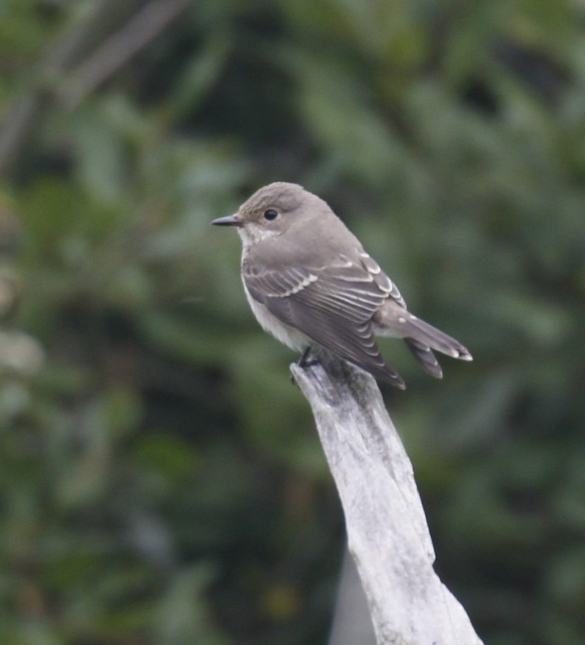 Spotted Flycatcher, Unstead SF (K Britten).