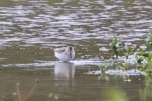 Little Stint, Beddington Farmlands (I Jones).