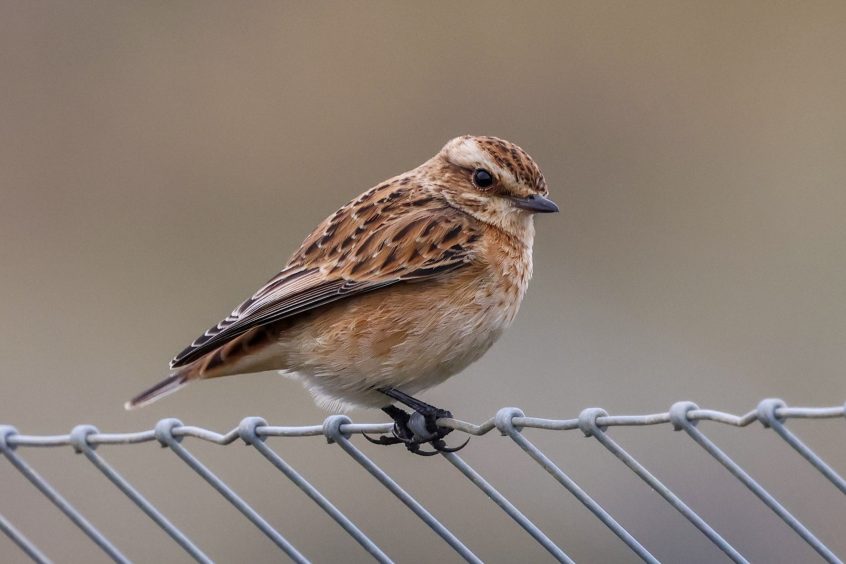 Whinchat, Beddington Farmlands (I Jones).