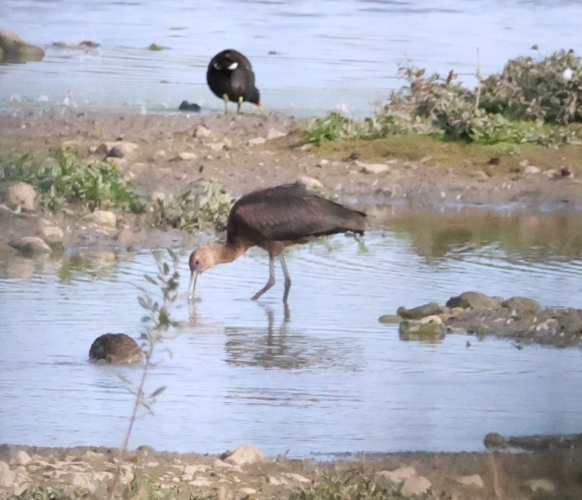 Glossy Ibis, Beddington Farmlands (B Carter).