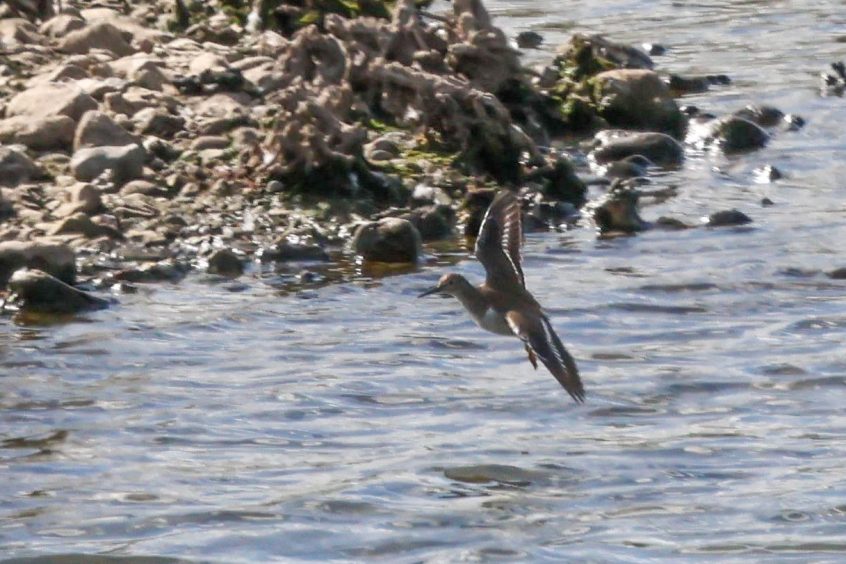 Common Sandpiper, Beddington Farmlands (I Jones).
