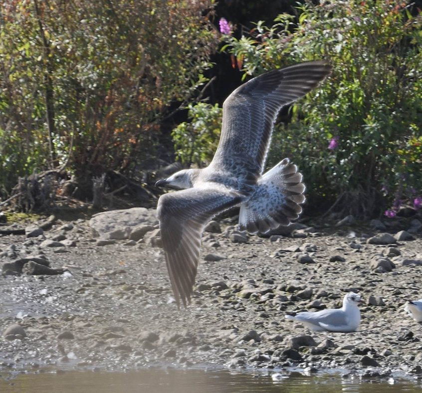 Yellow-legged Gull, Beddington Farmlands (D Campbell).