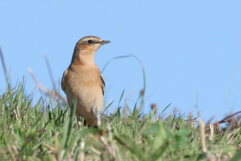 Wheatear, Beddington Farmlands (I Jones).