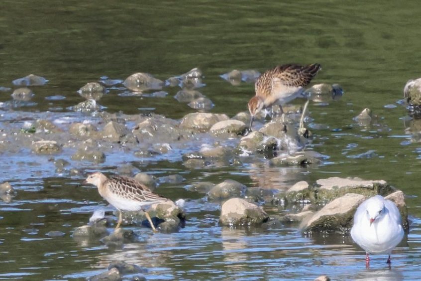 Ruff, Beddington Farmlands (I Jones).
