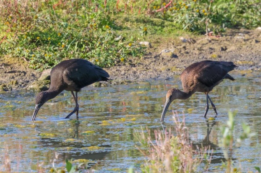 Glossy Ibises, Beddington Farmlands (I Jones).