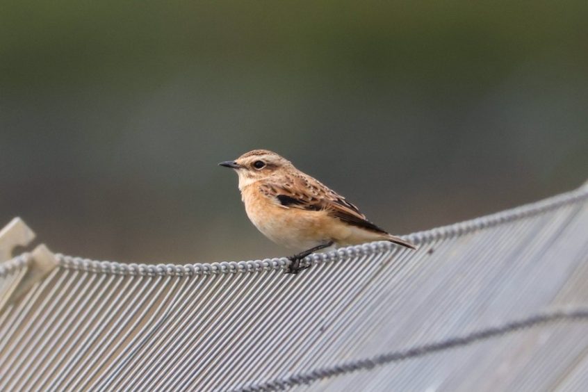 Whinchat, Beddington Farmlands (I Jones).