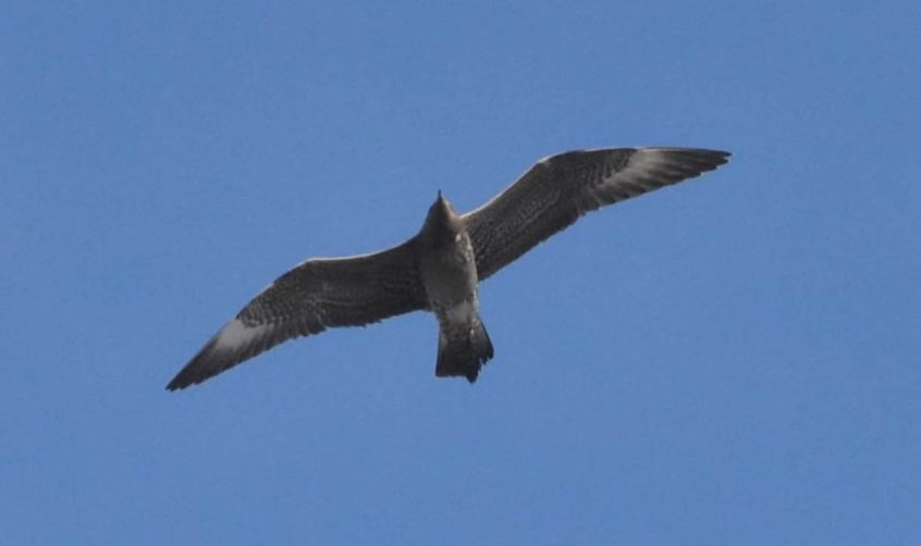 Arctic Skua, Tate Modern (R Braddock).
