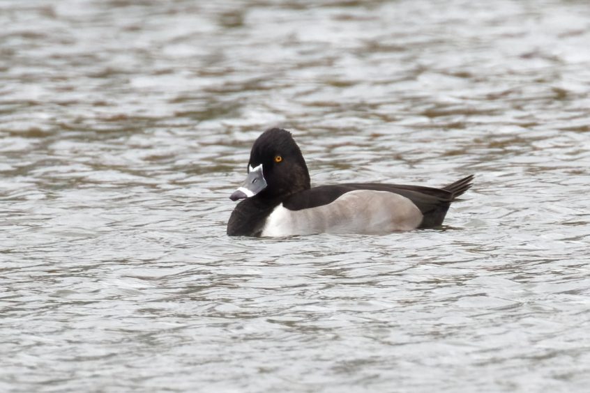 Ring-necked Duck, Mytchett GPs (Steve Harley)