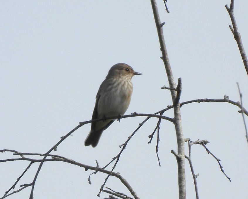 Spotted Flycatcher, Banstead Woods (P Goodman).