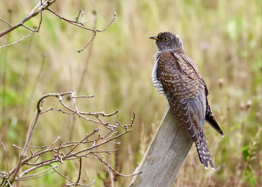 Cuckoo, Hogsmill LNR (P Venables).