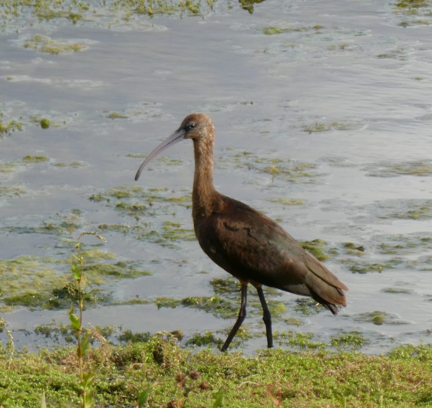Glossy Ibis, London Wetland Centre (J Reeves).