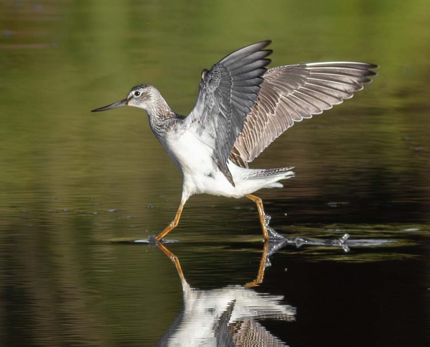 Greenshank, Chobham Common (R Chodankar).