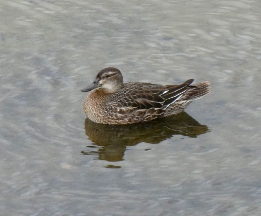 Garganey, London Wetland Centre (J Reeves).