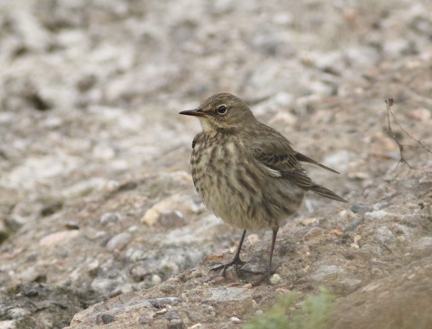 Rock Pipit, Island Barn Reservoir (D Harris).
