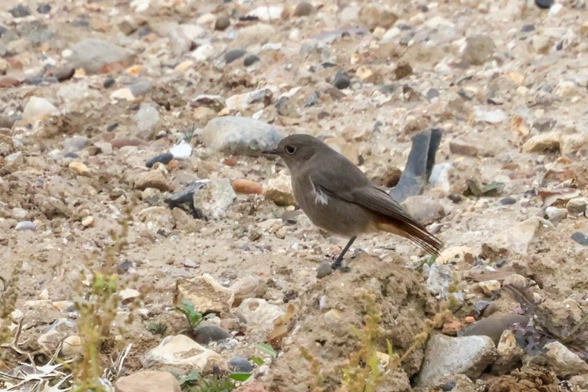 Black Redstart, Beddington Farmlands (I Jones).