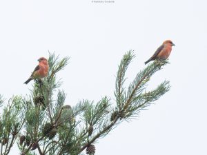 Crossbills, Crooksbury Common (R Chodankar).